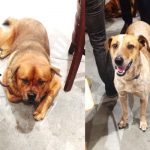 Dogs at East Cliff Brewery