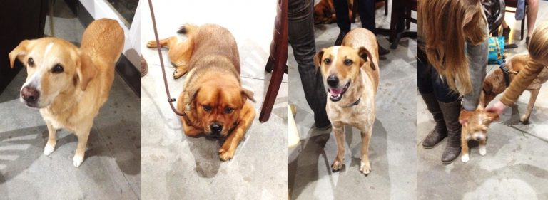 Dogs at East Cliff Brewery