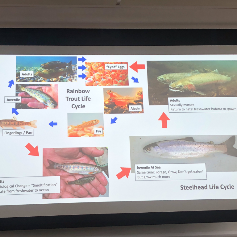 Trout in the Classroom begins again!
